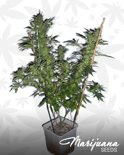 Chocolate Trip Strain