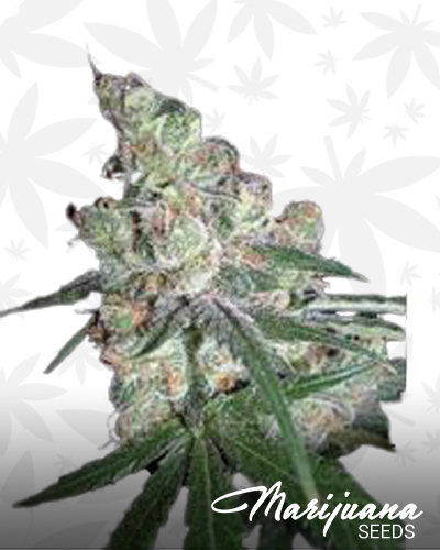 Chocolope Skunkberry