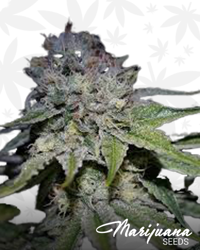 Chocolope x Poison Kush
