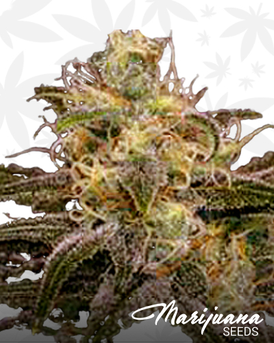 Chocolopez