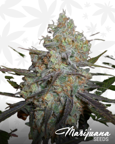 Chocolute F2