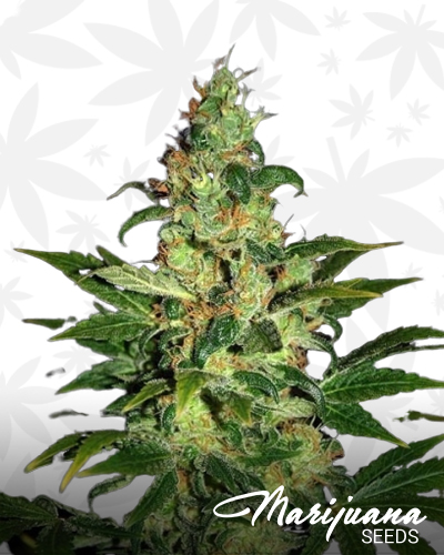 Chronic Haze