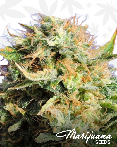 Chronic Lights