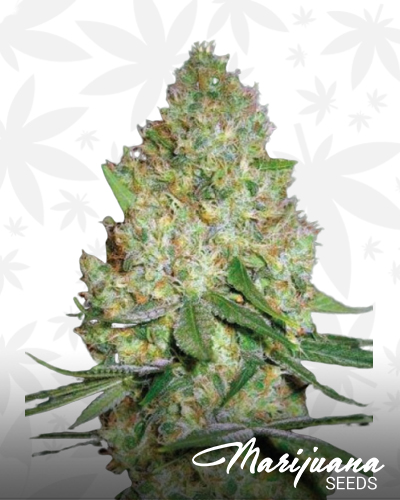 Chronic Monster XXL