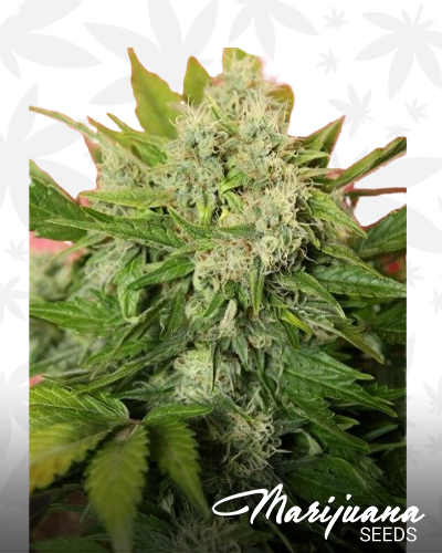 Chronic Ryder