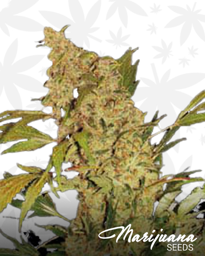 Chronic x Nepalese Hashplant
