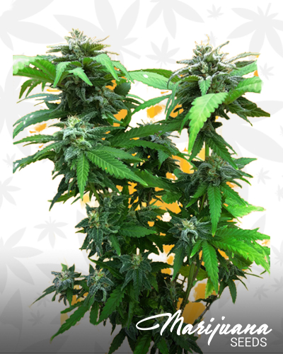 Chunky Skunk