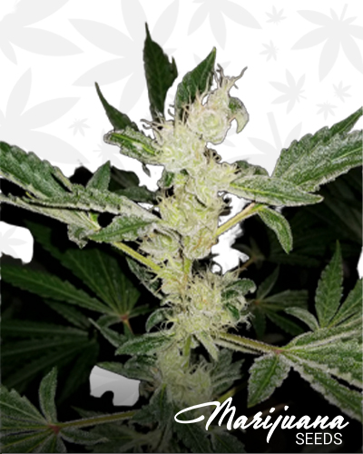 Cinderella 88