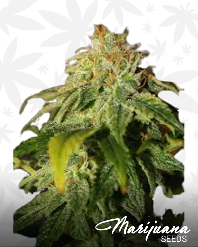 Citrus Mist