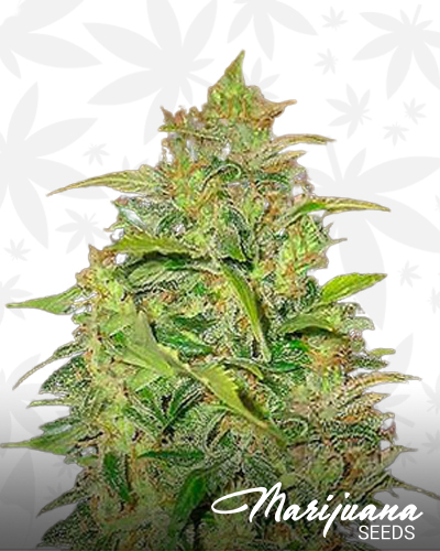 Citrus Haze