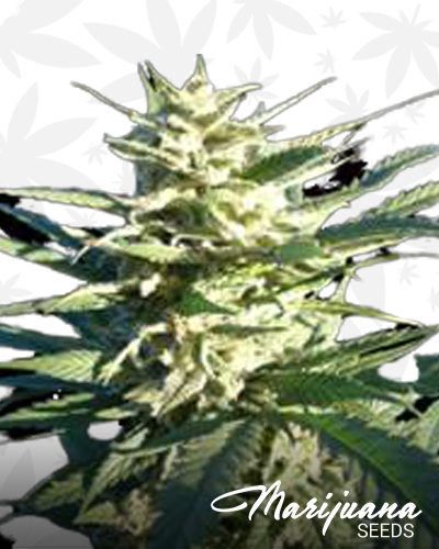 Citrus Skunk