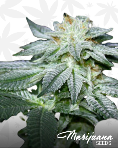 Clark County Purple Kush