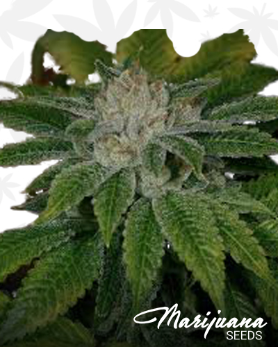 Clearwater Kush