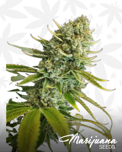 Clementine Kush 1 BX