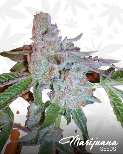 Clemenvilla Kush