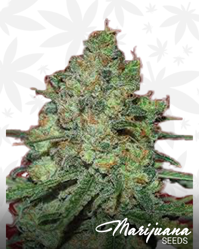 Clinical White CBD