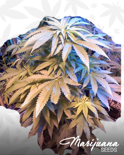 Clockwork Ghost OG