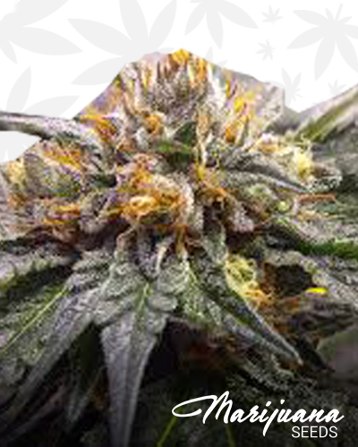 Clockwork Kush