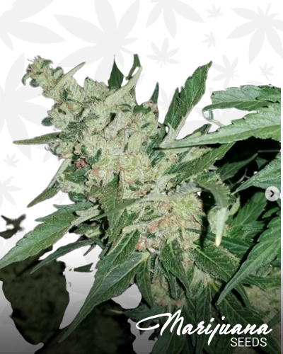 Clone Chief’s Citrus Cacao