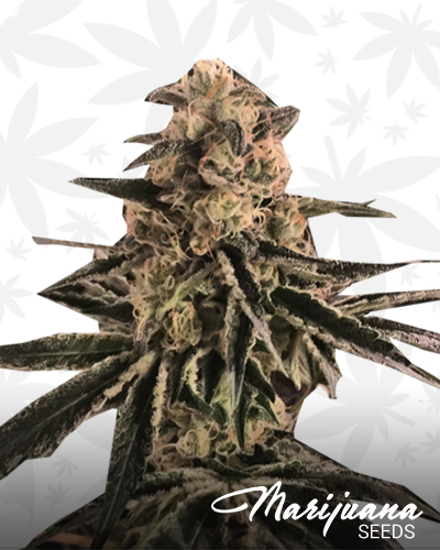 Cloud City OG