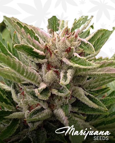 Clown Shoes OG