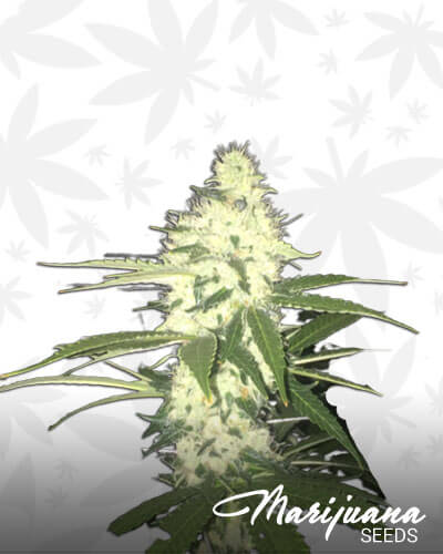 Cob Chem