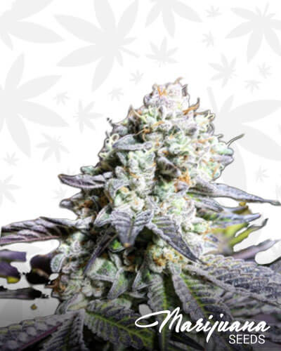 Cobalt Cookies