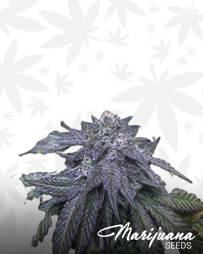 Coca Berries