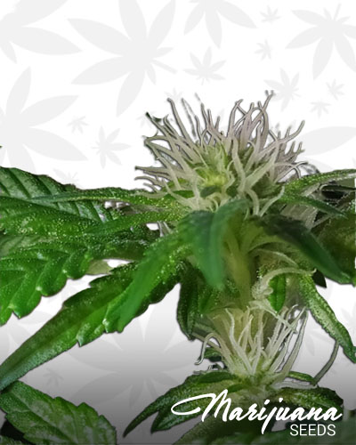 Coca Fields