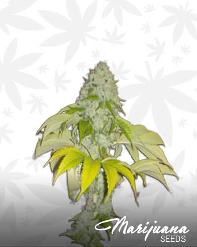 Cockney Kush