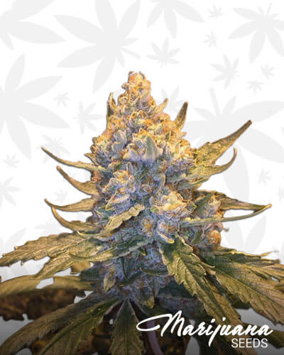 Cocoa OG