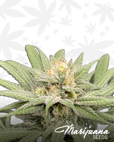 Coconut Cream