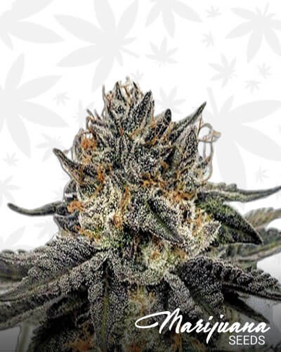 Coconut OG
