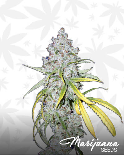 Colombian D