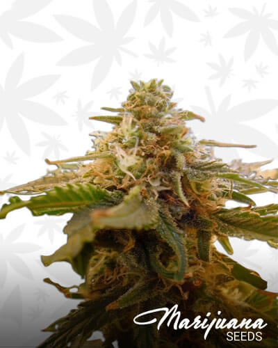 Colombian Gold 2