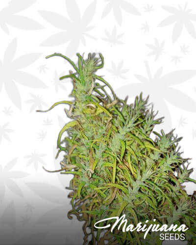Colombian Gold 72