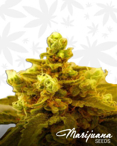 Colombian Gold pure