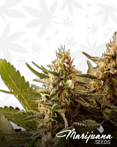 Colombian Jack
