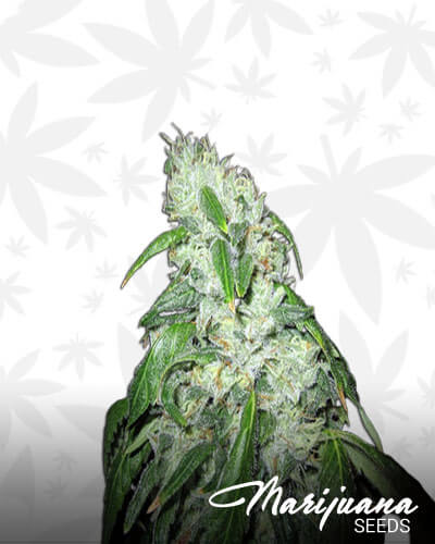 Colombian Kush