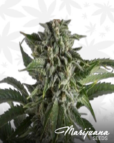 Colorado Bubba Kush Aka Colorado Bubbagum 1