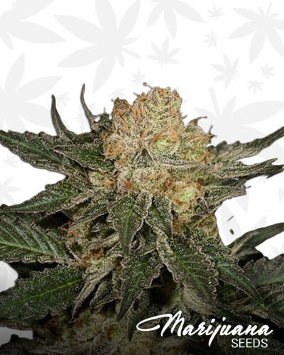 Colorado Bubblegum