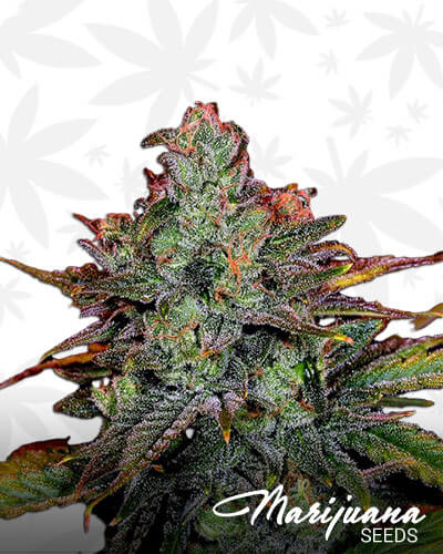 Colorado Cheese