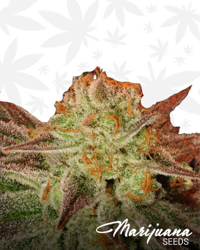Colorado Chemdawg