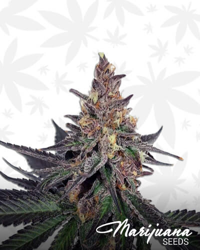 Collision Kush Strain
