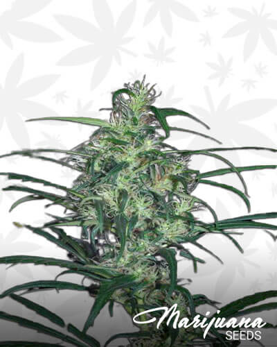 Columbian Red strain