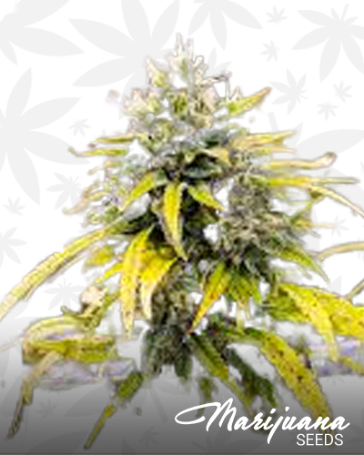 Golden Goat