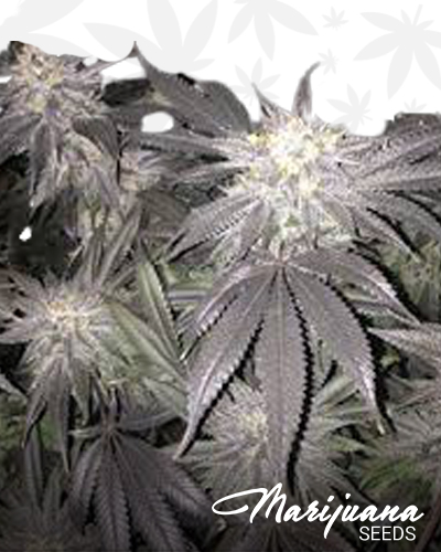 Howard the Duck x Cherry Tahoe