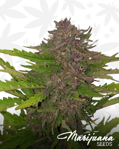 Purple Unicorn