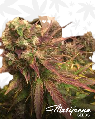 Afghani x Northern Lights 5