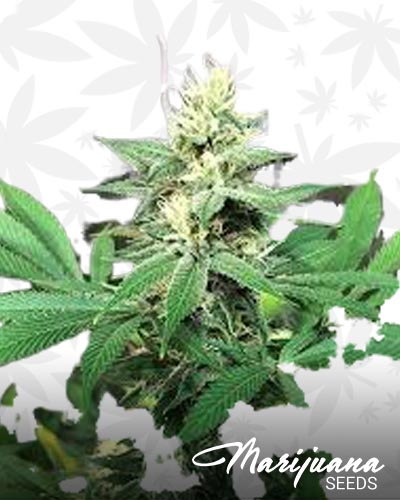 Chem3 x Stardawg